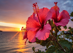 Hibiskusy, Kwiaty, Zachód słońca, Grafika