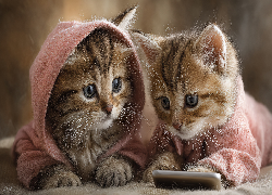 Dwa, Koty, Różowe, Ubranka, Telefon, Komórkowy, Grafika AI