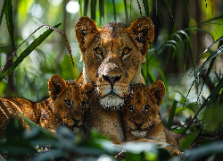 Lew, Lwica, Dwa, Lwiątka, Las, Liście