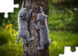 Dwa, Małe, Szare, Kotki, Drzewo