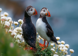 Maskonury, Dwa, Ptaki, Białe, Kwiaty, Grafika AI