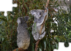 Koale, Drzewo, Eukaliptus