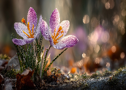 Fioletowe, Krokusy, Grafika AI