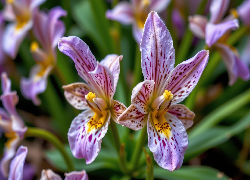 Dwa, Nakrapiane, Fioletowe, Kwiaty