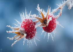 Zmarznięte, Owoce, Dzika róża, Grafika AI