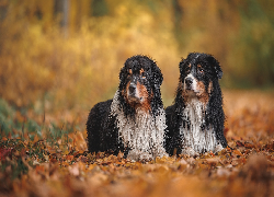 Psy, Dwa, Leżące, Owczarki australijskie