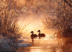 Dwa, Perkozy rdzawoszyje, Woda, Zarośla, Grafika AI, Roślinność