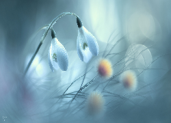 Dwa, Przebiśniegi, Kwiaty, Grafika AI