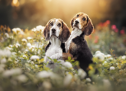 Dwa, Psy, Beagle, Kwiaty