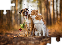 Dwa, Psy, Nierasowy, Border collie, Róża, Rozmyte tło