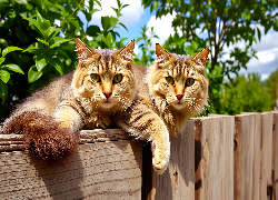 Dwa, Koty, Płot, Zieleń, Niebo, Grafika AI