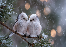 Dwa, Raniuszki, Ptaki, Sosna, Śnieg, Zima, Grafika AI