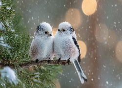 Dwa, Białe, Ptaki, Raniuszki, Ośnieżona, Gałązka, Zima, Grafika AI