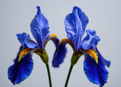 Dwa, Rozkwitnięte, Niebieskie, Irysy