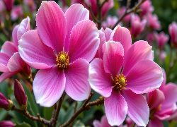 Dwa, Różowe, Kwiaty, Grafika AI