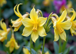 Rozkwitnięte, Żółte, Kwiaty, Zbliżenie