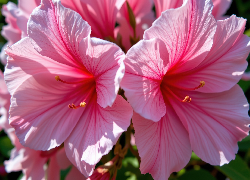 Różowe, Kwiaty, Azalia, Zbliżenie