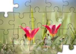 Tulipany, Wiosenne, Kwiaty