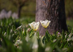 Dwa, Białe, Tulipany, Kwiaty