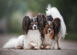 Dwa, Psy, Spaniele kontynentalne miniaturowe Papillon