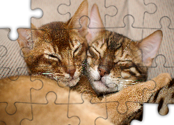 Dwa, Śpiące, Rude, Koty