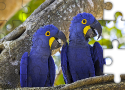 Dwie, Papugi, Modroary hiacyntowe