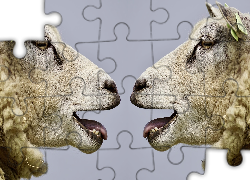 Dwie, Owce, Profil