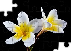 Kwiaty, Biało-żółte, Plumerie