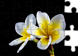 Kwiaty, Biało-żółte, Plumerie, Czarne tło