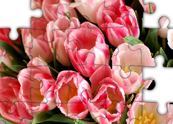 Tulipany, Dwukolorowe