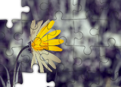 Żółty, Kwiat, Rozmyte Tło