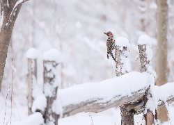 Ptak, Dzięcioł różowoszyi, Zima, Śnieg, Drewniane, Ogrodzenie