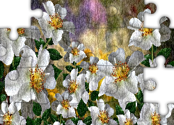 Białe, Kwiaty, Dzikie róże, Grafika 2D
