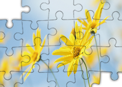 Żółte, Kwiaty, Euryops pectinatus