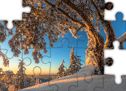 Finlandia, Karelia Północna, Park Narodowy Koli, Zima, Oszronione, Drzewo, Poranek
