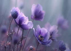 Fioletowe, Zawilce, Anemony, Grafika AI