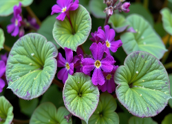 Fioletowe, Drobne, Kwiaty, Listki