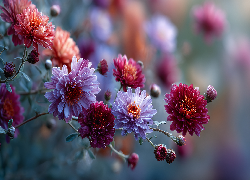 Fioletowe, Bordowe, Chryzantemy, Kwiaty, Grafika AI