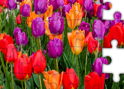 Czerwone, Fioletowe, Pomarańczowe, Tulipany