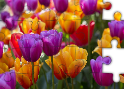 Żółte, Fioletowe, Tulipany