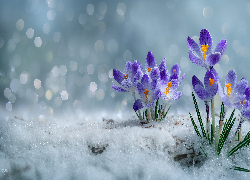 Fioletowe, Krokusy, Śnieg, Grafika AI