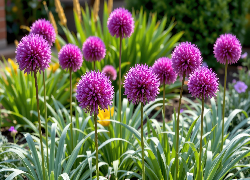 Fioletowe, Kuliste, Kwiaty, Zielone, Liście