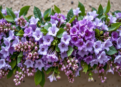 Fioletowe, Kwiaty, Listki