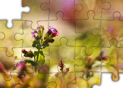 Fioletowe, Kwiaty, Rozmyte tło