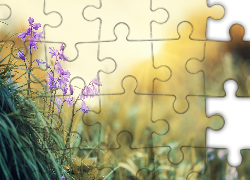 Fioletowe, Kwiaty, Słońce