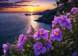 Morze, Zachód Słońca, Kwiaty, Fioletowe