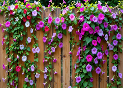 Różowe, Fioletowe, Kwiaty, Powój, Płot