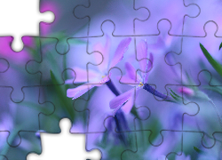 Dwa, Fioletowe, Kwiaty