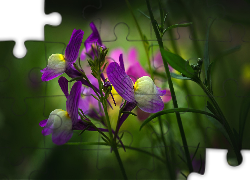 Kwiaty, Fioletowe, Listki, Światło