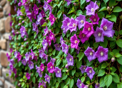 Fioletowe, Kwiaty, Liście, Mur, Grafika AI